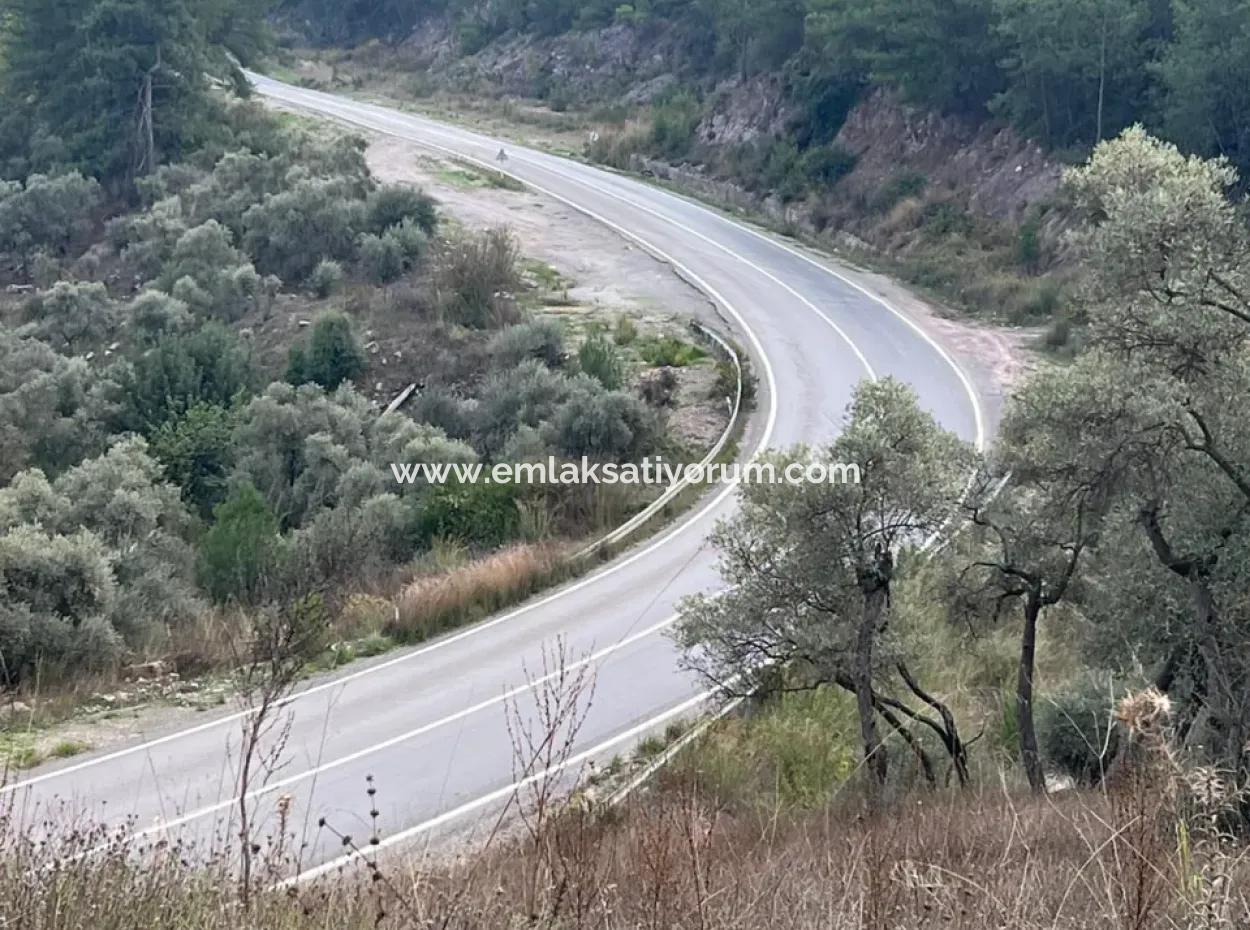 1.025 M2 Qualified Olive Grove Land In Muğla Milas Çakıralan Is For Sale