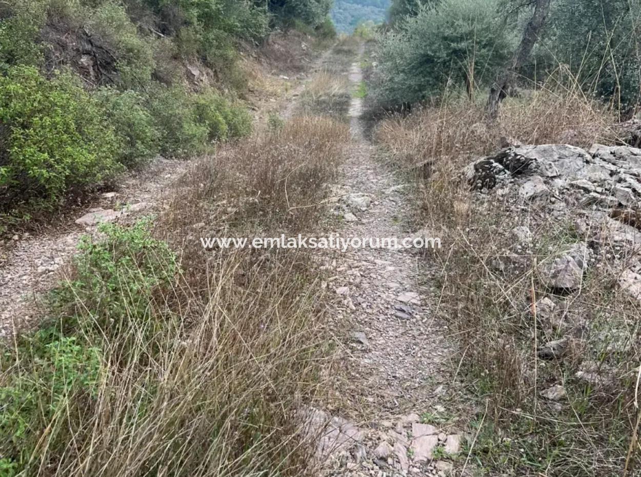 1.025 M2 Qualified Olive Grove Land In Muğla Milas Çakıralan Is For Sale