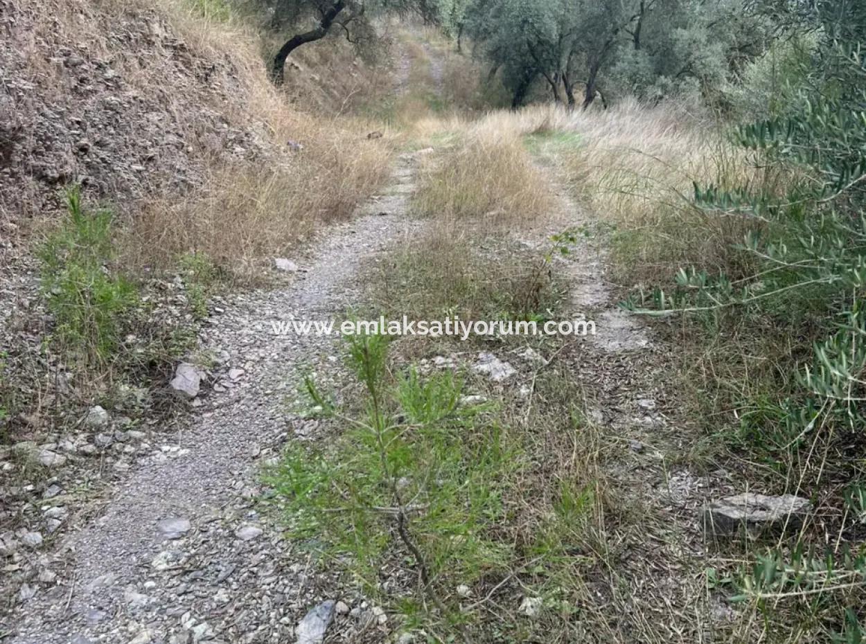 1.025 M2 Qualified Olive Grove Land In Muğla Milas Çakıralan Is For Sale