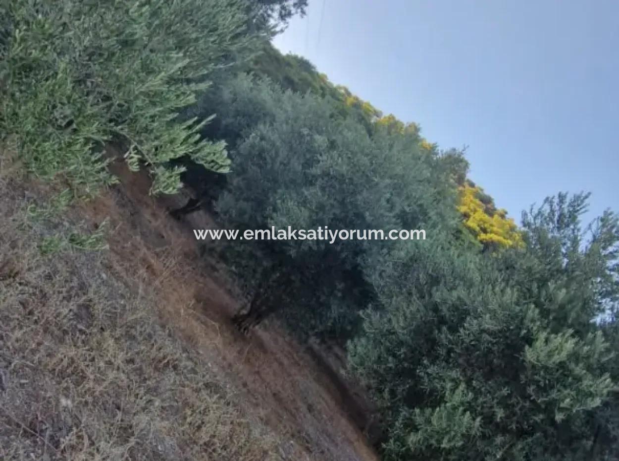 Muğla Köyceğiz Çandır Mah.4 250 M2 Olive Grove For Sale