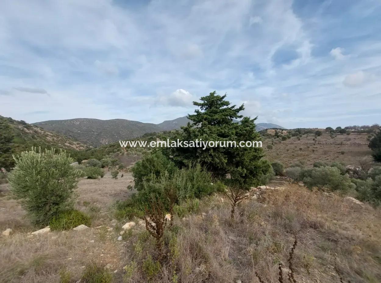 8.400 M² Bargain Olive Grove For Sale With Detached Title Deed In Datça Yazı, Muğla