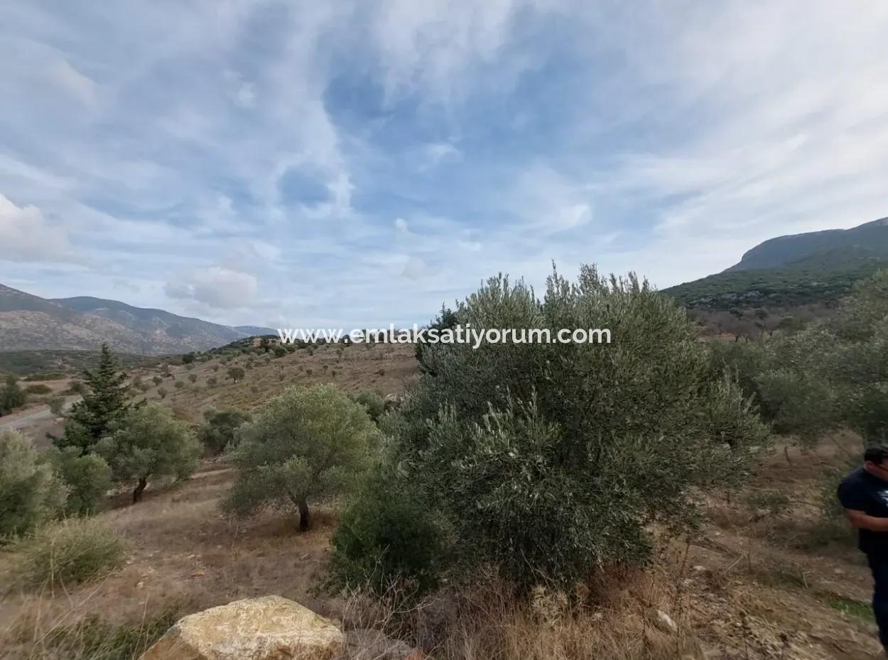 8.400 M² Bargain Olive Grove For Sale With Detached Title Deed In Datça Yazı, Muğla