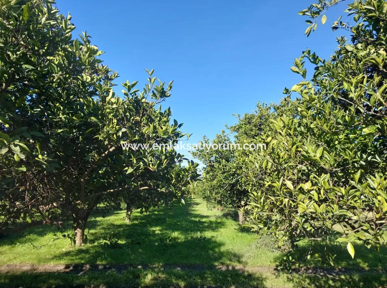 1000M2 Detached Land With 250 M2 Construction Right In Ortaca Okçular For Sale