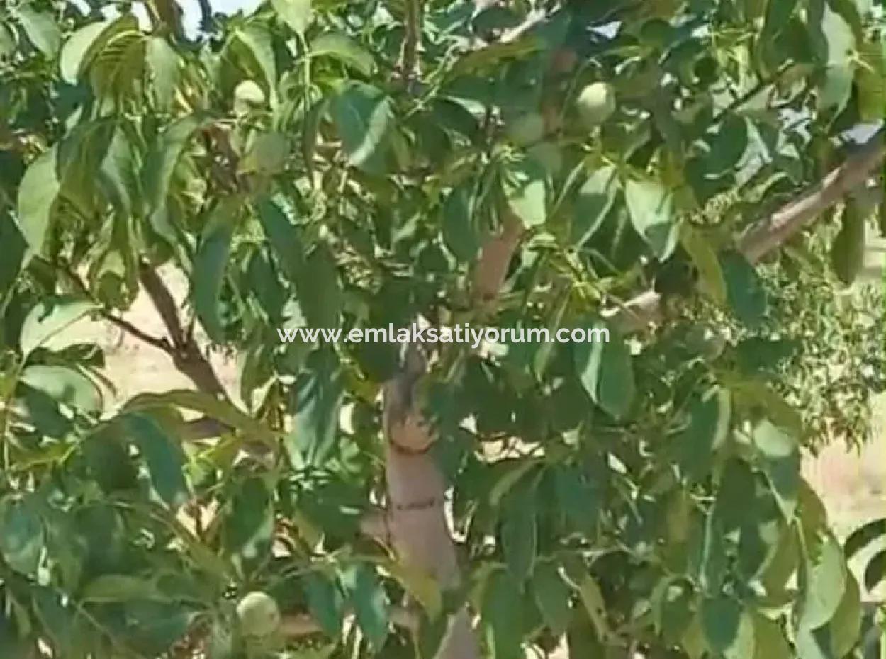 37.000 M2 Walnut Orchard In Denizli Tavas Ulukent For Sale