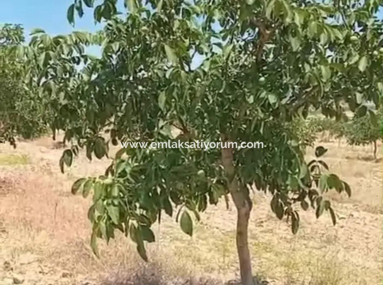 37.000 M2 Walnut Orchard In Denizli Tavas Ulukent For Sale
