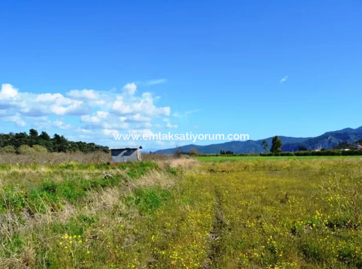 Farm For Sale Bargain In Dalyan