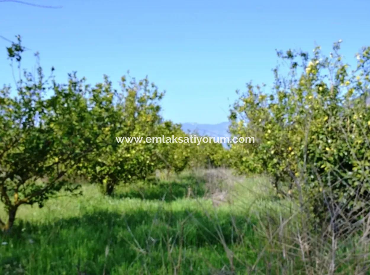 Lemon Garden For Sale Bargain Ortaca
