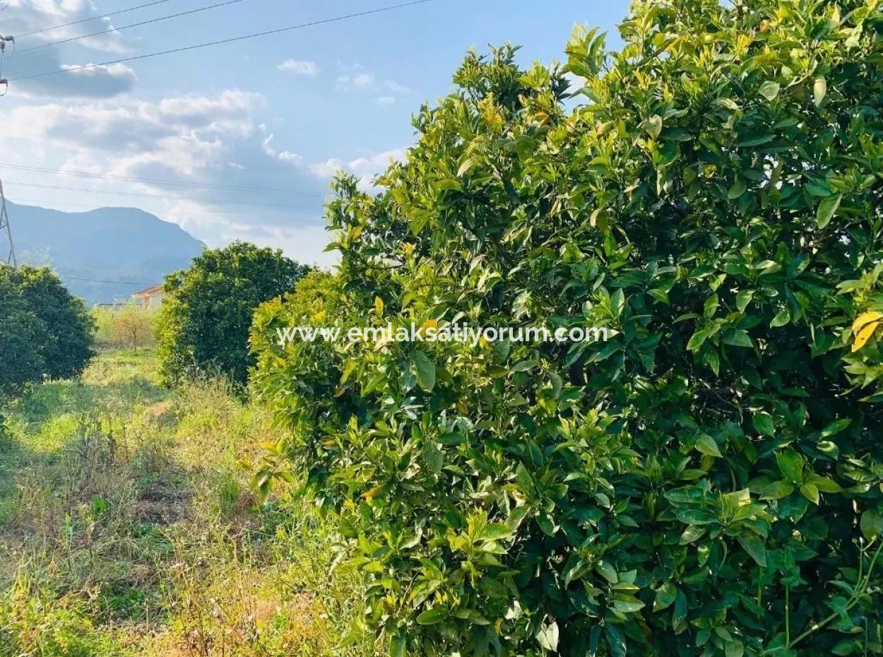 830 M2 Plot For Sale Bargain In Dalyan