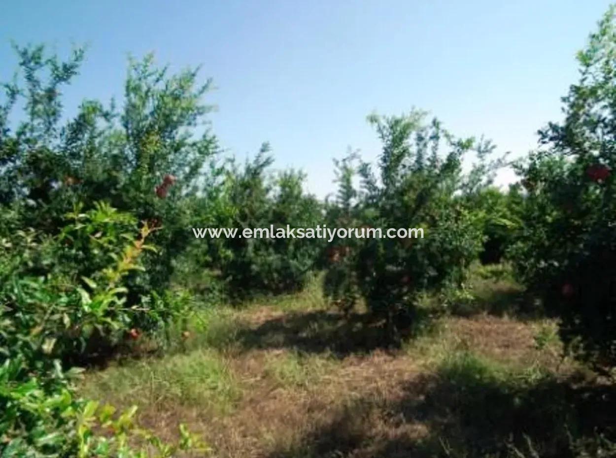 Eskikoy For Sale Bargain Ortaca In The Pomegranate Gardens