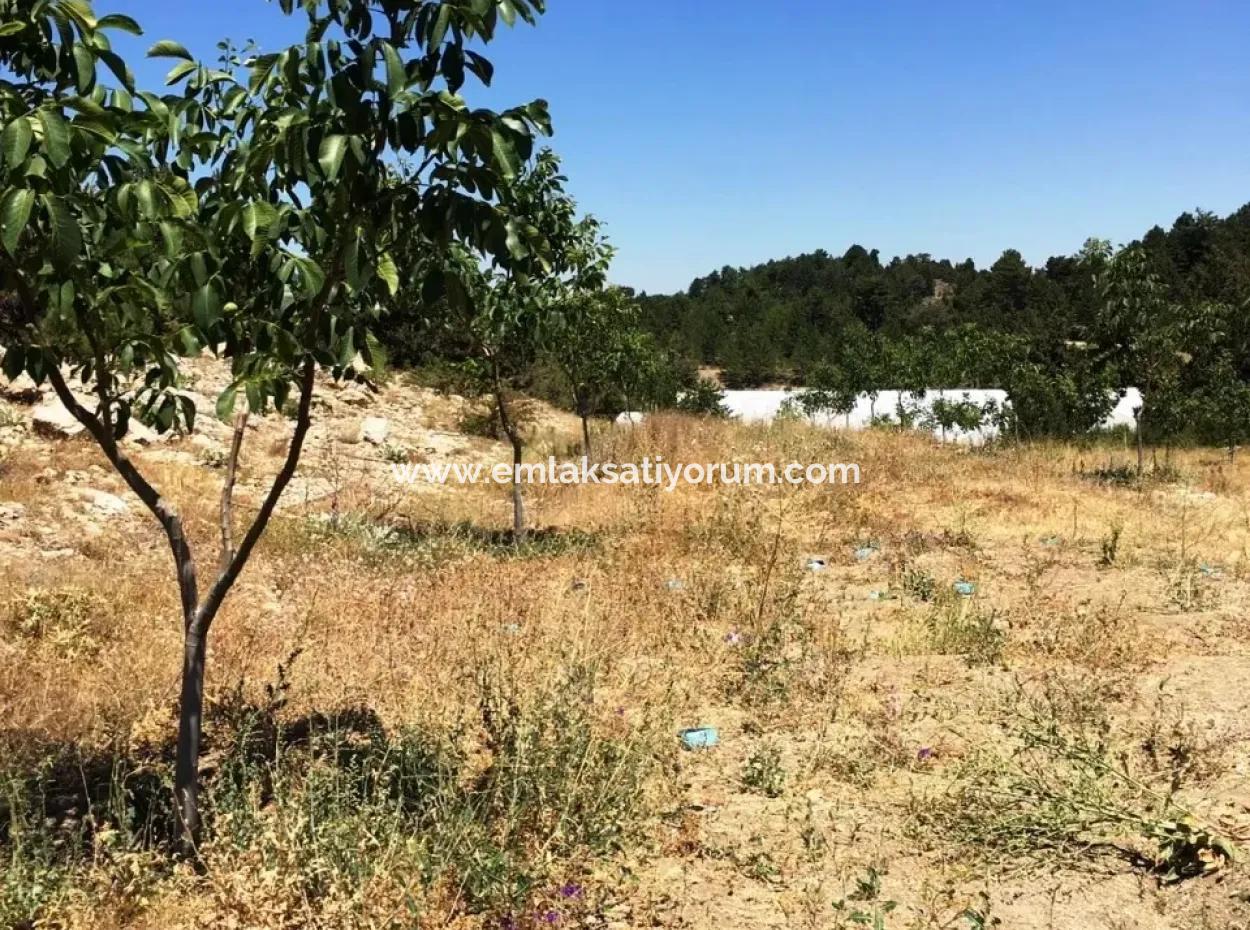 Denizli Çameli Gökçeyakada Walnut Garden For Sale