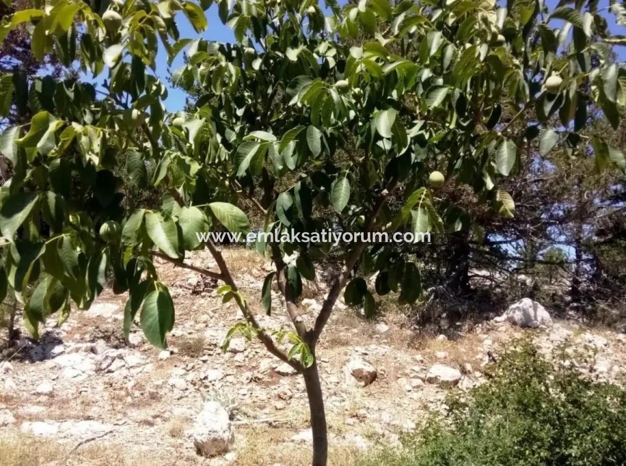 Denizli Çameli Gökçeyakada Walnut Garden For Sale