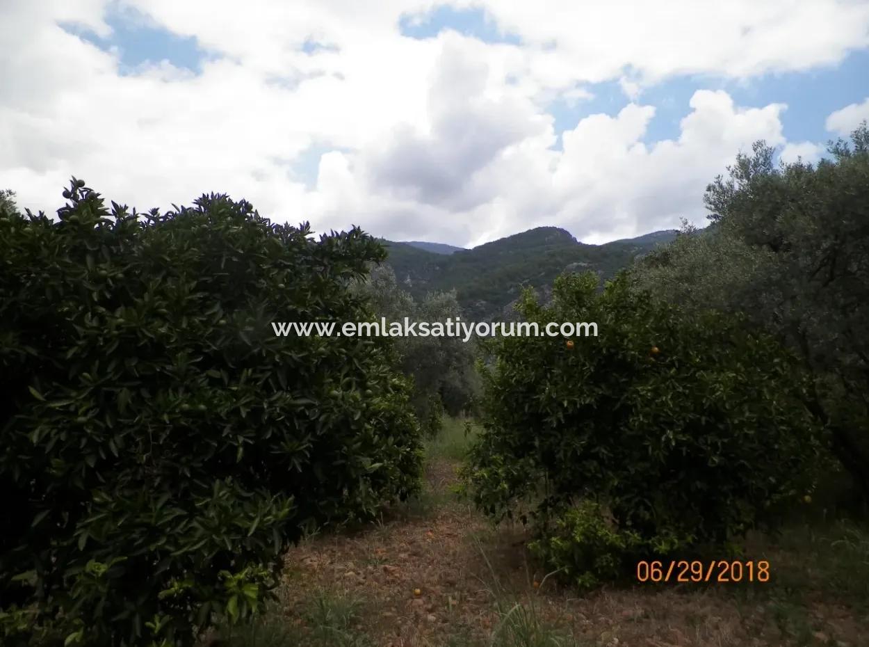 Köycegiz Yangıda 9406 M2 Efficient Field For Sale