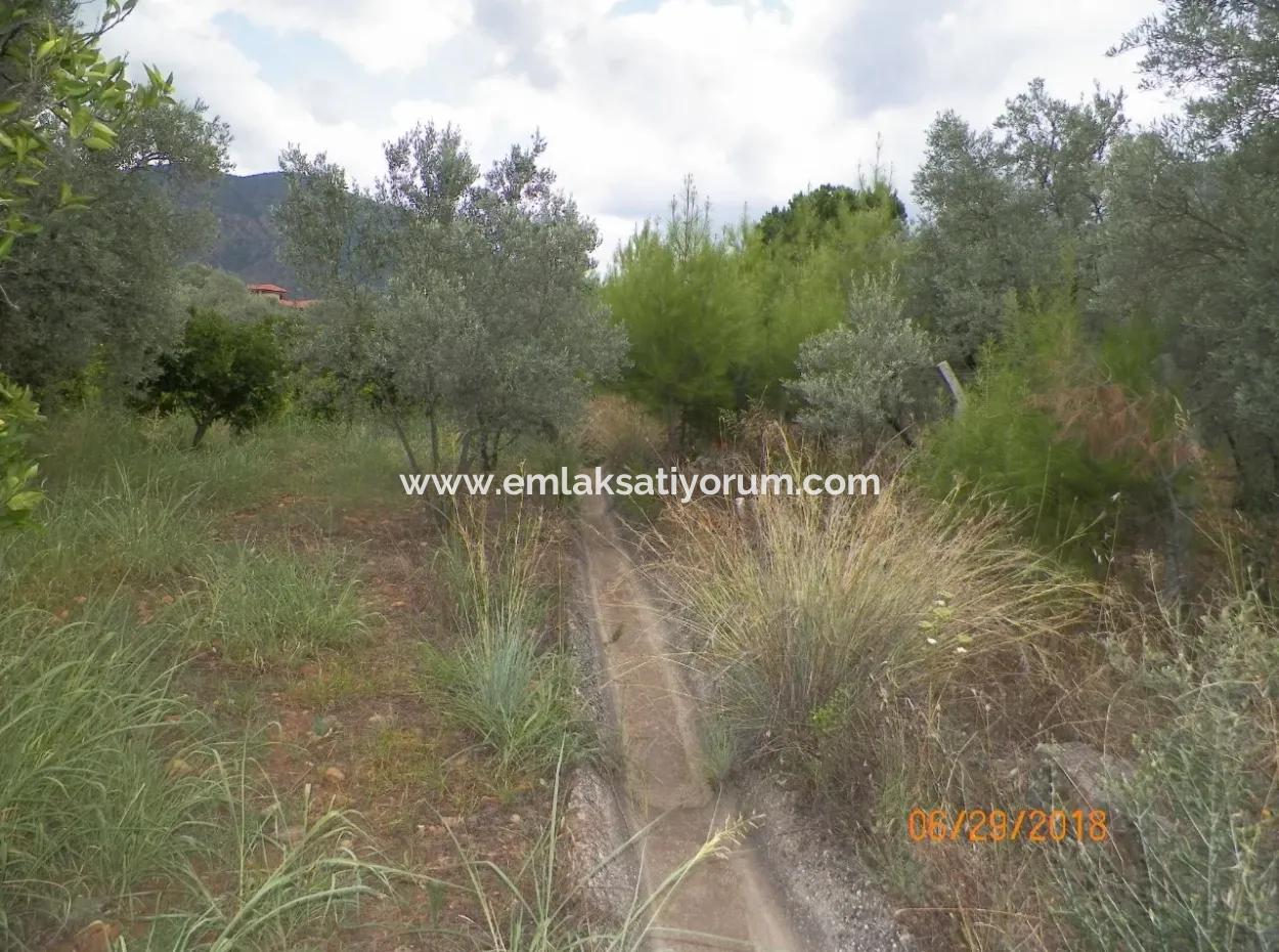 Köycegiz Yangıda 9406 M2 Efficient Field For Sale