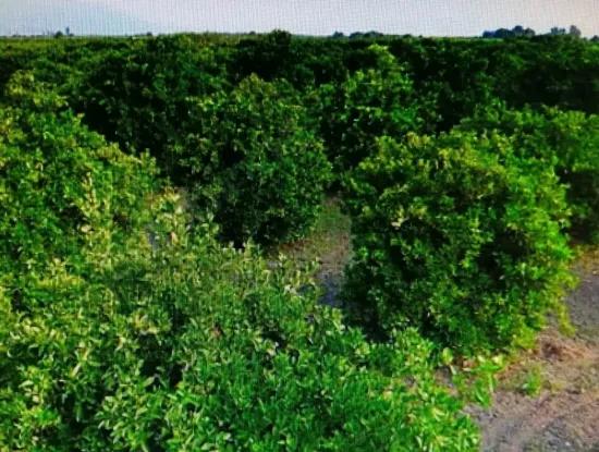 Citrus Garden For Sale In Köyceğiz Up Also, 29 000 M2