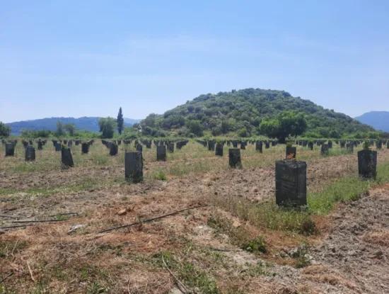 40.000 M2 Avocado Garden For Sale In Muğla Güzelyurt