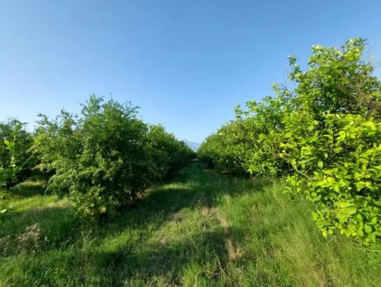 23.000 M² Pomegranate And Lemon Orchard In Muğla Ortaca Tepearası For Sale – Suitable For Agricultural Loan