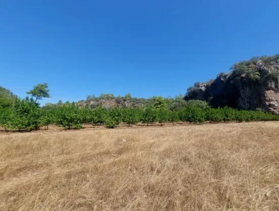 4.427 M2 Fertile Land With Mountain And Nature View In Ortaca Okçular For Sale