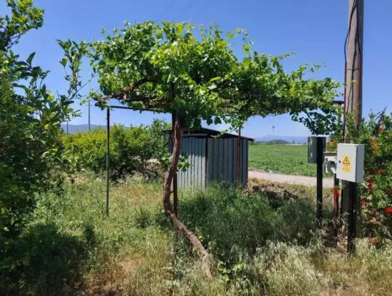 9.000 M2 Pomegranate Garden For Sale In Muğla Ortaca Eskiköy