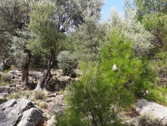 The Right Of Possession Of 3 100 M2 Treasury Land In Muğla Ortaca Dalyan Gökbel Will Be Transferred