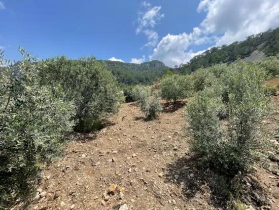 2.800 M² Land With Rızai Taksim In Dalaman Bozbel For Sale