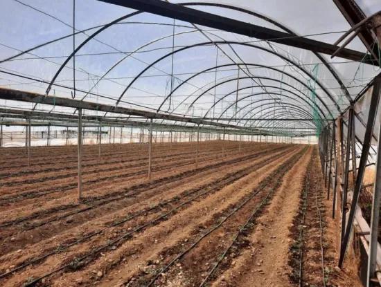 4.000 M² Tunnel Greenhouse In Muğla Ortaca Eskiköy – 2 Years Free Rental