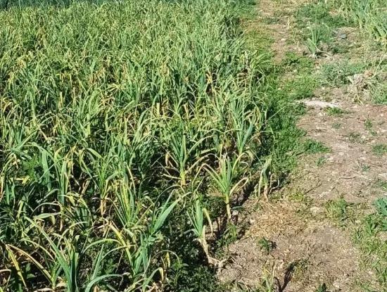 The Apple Orchard Is Also For Sale Bargain St John Gokceyaka Denizli