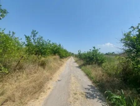 5.200 M² Lemon And Orange Garden For Rent In Dalyan, Muğla