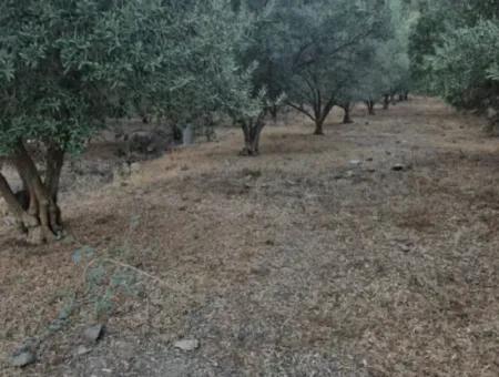 Muğla Köyceğiz Çandır Mah.4 250 M2 Olive Grove For Sale