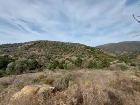 8.400 M² Bargain Olive Grove For Sale With Detached Title Deed In Datça Yazı, Muğla