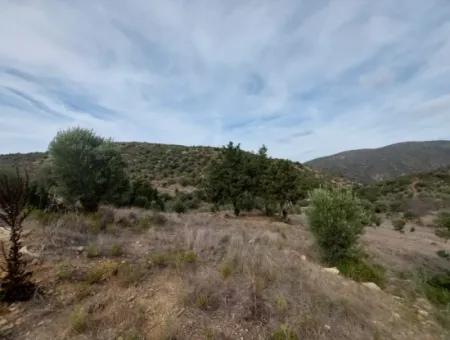 8.400 M² Bargain Olive Grove For Sale With Detached Title Deed In Datça Yazı, Muğla