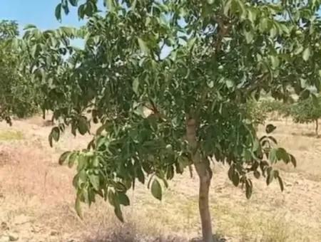 37.000 M2 Walnut Orchard In Denizli Tavas Ulukent For Sale