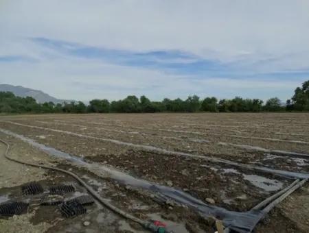 Also Suitable For Investment 31,175 M2 Land For Sale In Koycegiz Up