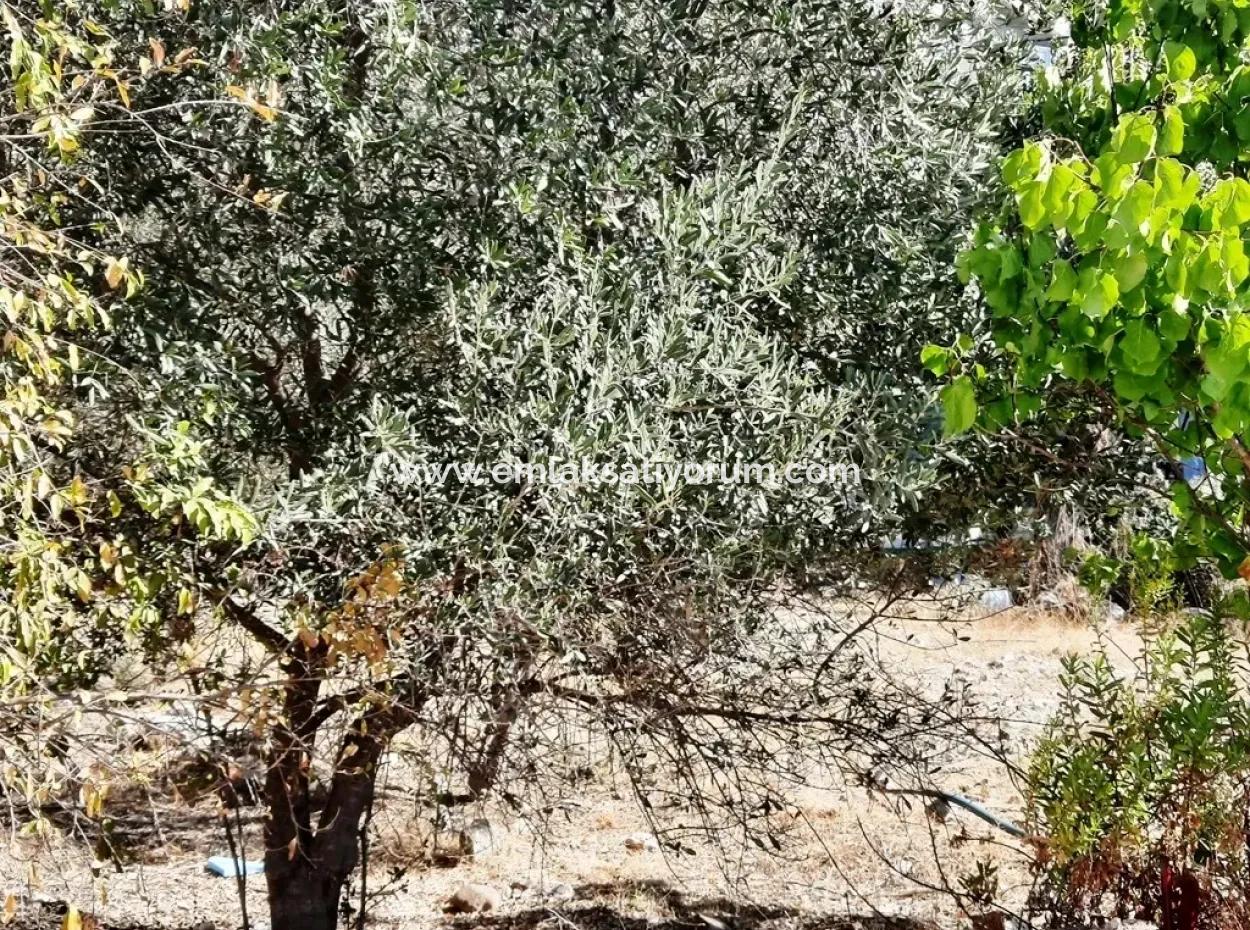 Fethiye Göcekte Müstakil Konut İmarlı Satılık Kelepir Arsa