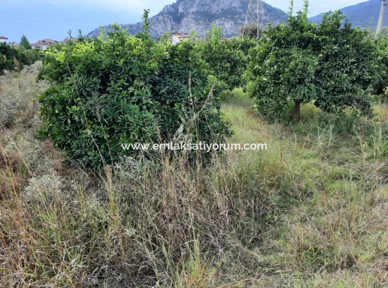 Muğla Dalyanda Kelepir İmarlı Satılık Arsa