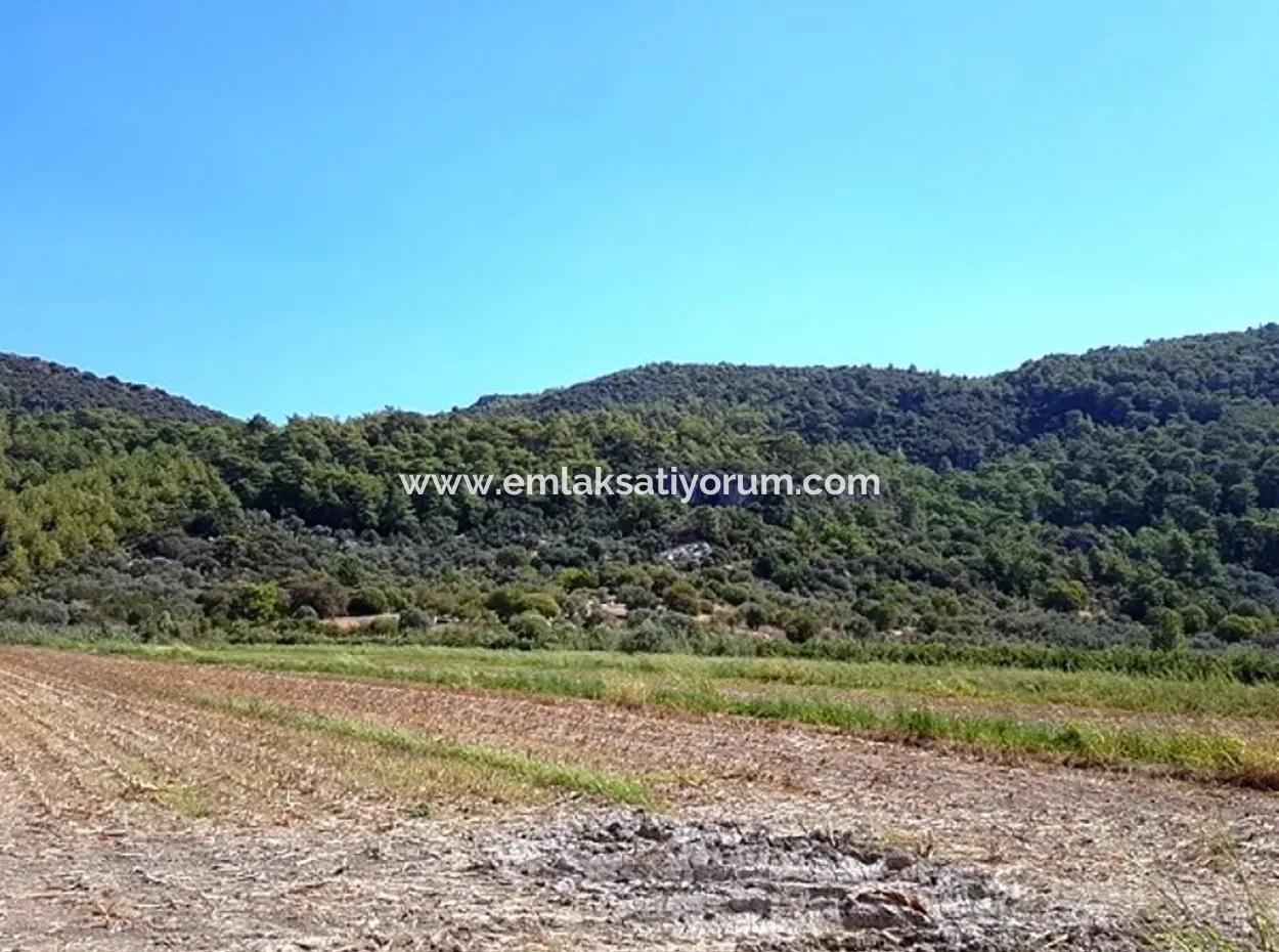Muğla Ortaca Güzelyurtta Satılık Verimli Kelepir Arazi