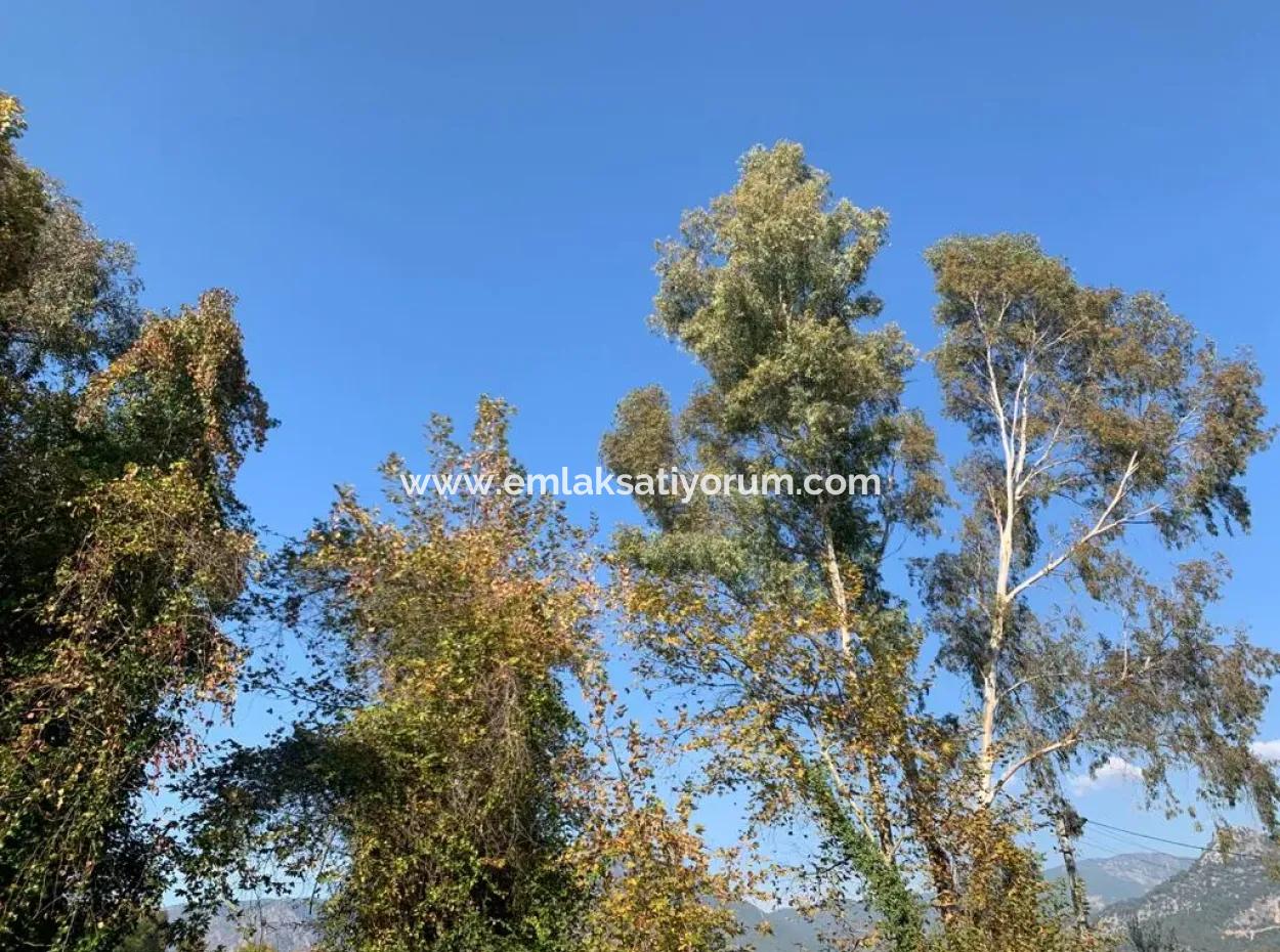 Köyceğiz Yangıda 500 M2 Kelepir Arsa Satılık