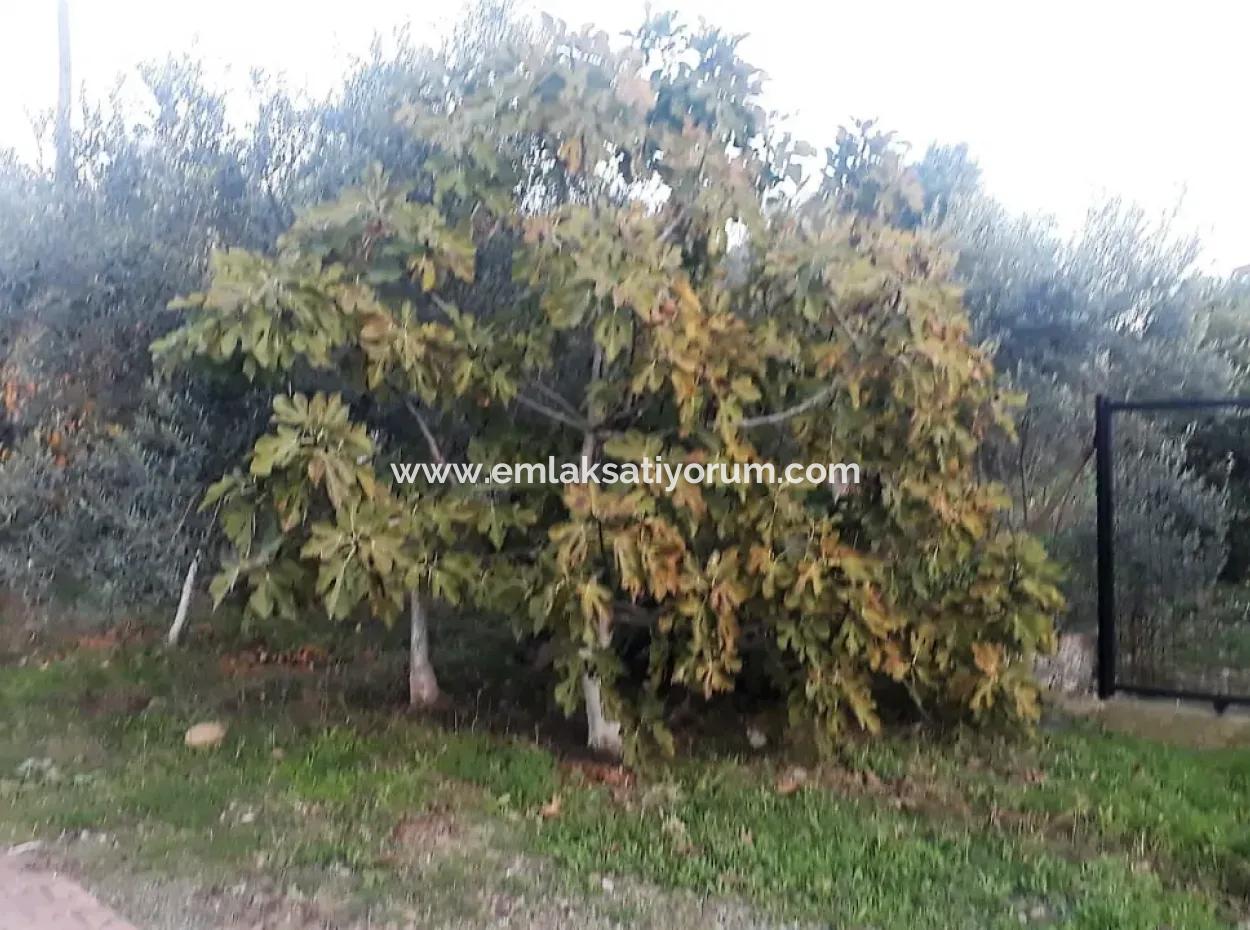 Köyceğiz Toparlarda Satılık Göl Manzaralı İmarlı Arsalar