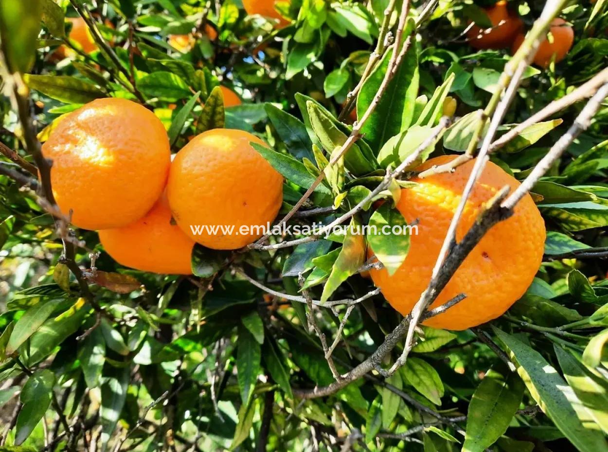 Köyceğiz Döğüşbelende Satılık 2200 M2 Müstakil Narenciye Bahçesi