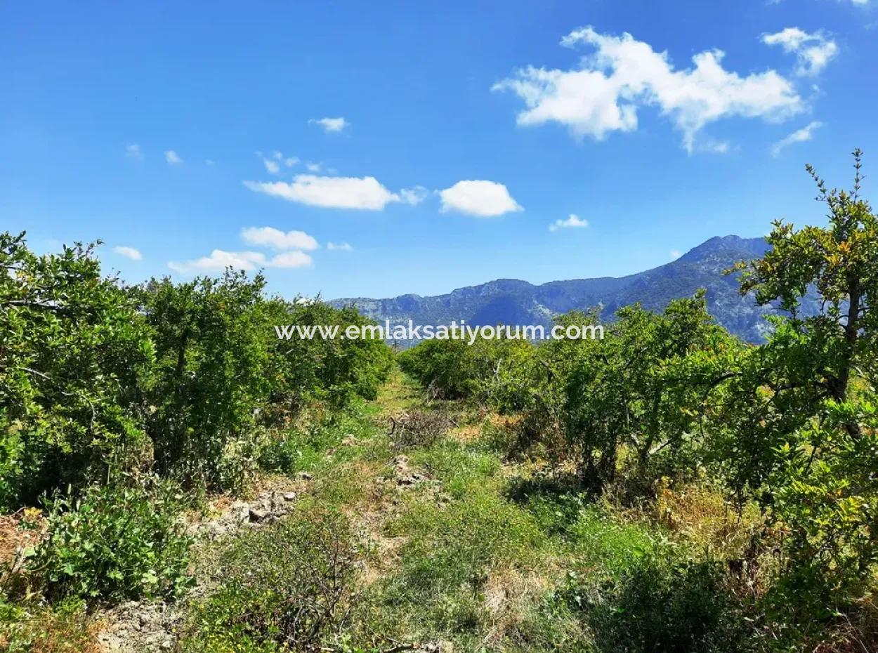Muğla Dalyanda Satılık Kanala Sıfır Yatırıma Uygun Nar Bahçesi