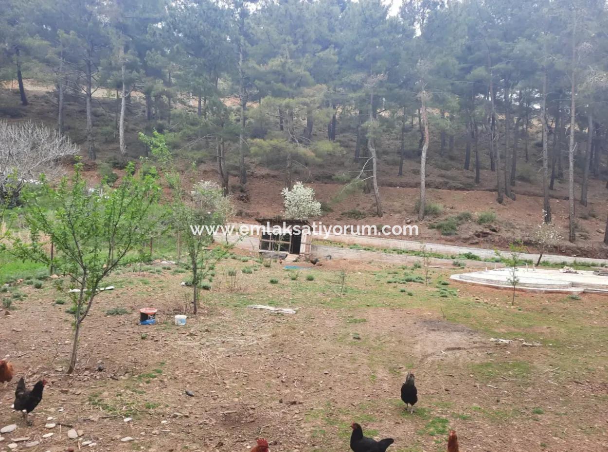 Köyceğiz Ağla Yaylada Fırsat Kelepir 1050 M2 İmarlı Arsa Satılık