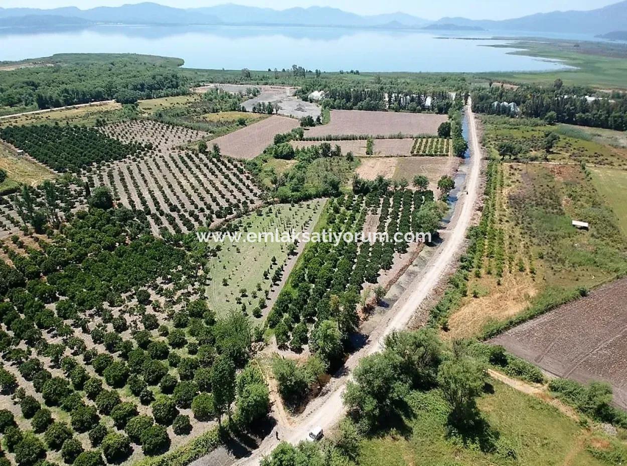 Köyceğiz De Göle Yakın Müstakil Tapulu 2 650 M2 Narenciye Bahçe Satılık Veya Takas Olur