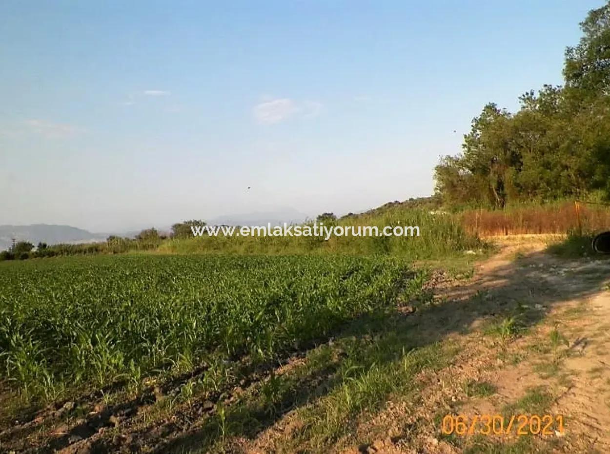 Muğla Ortaca Mergenlide Satılık 10 000 M2 Verimli Arazi