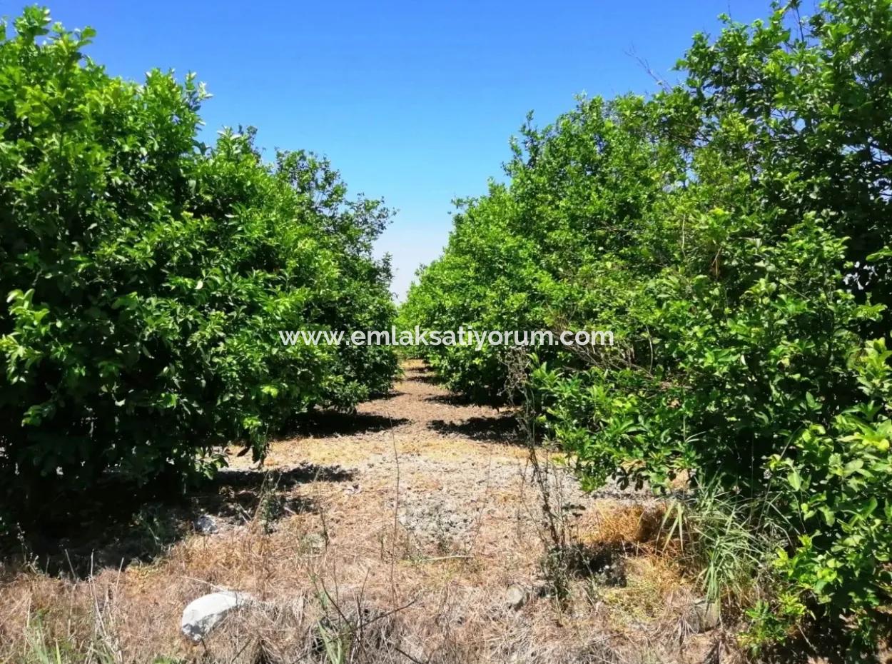 Ortacada Satılık Kelepir Limon Bahçesi