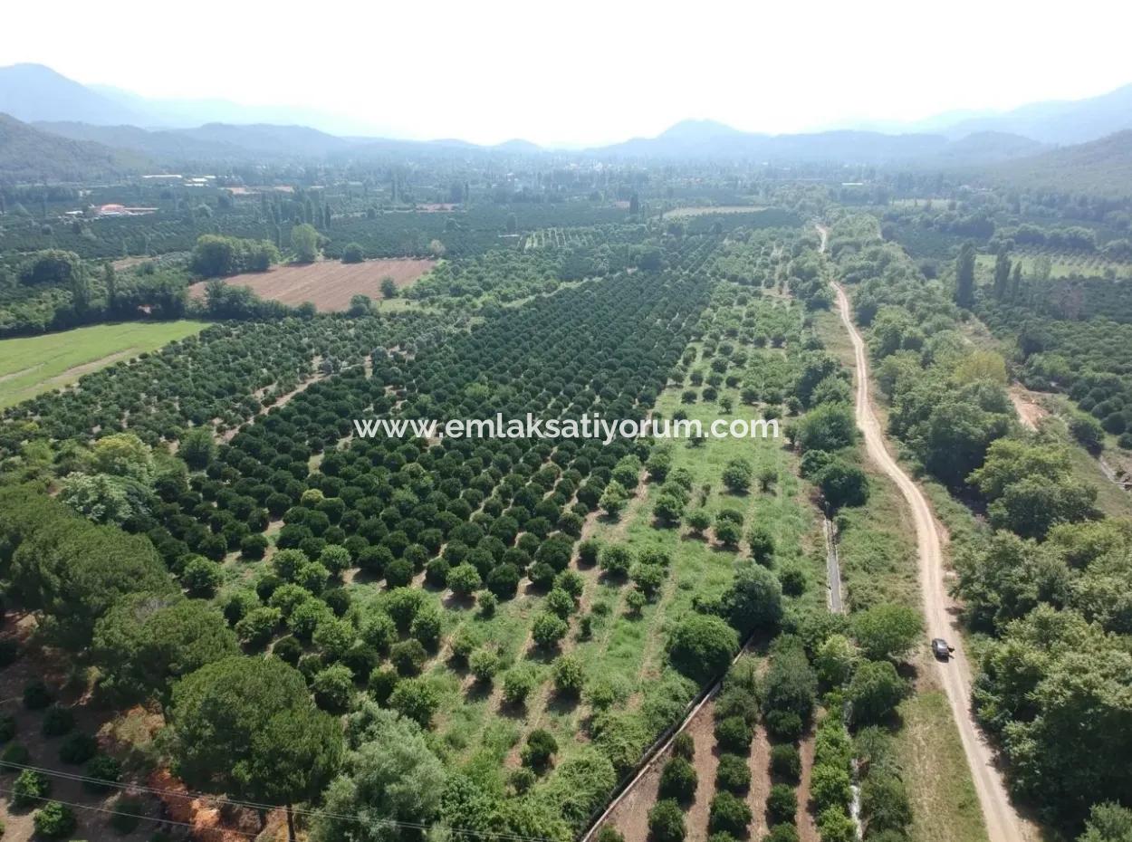Beyobası Nda Satılık Portakal Bahçesi