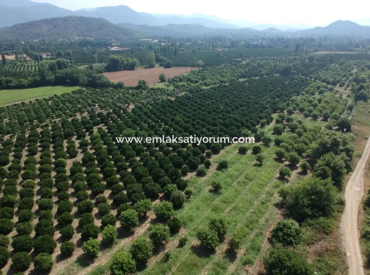 Beyobası Nda Satılık Portakal Bahçesi