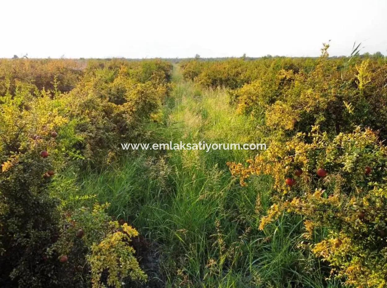 Muğla Ortaca Eskiköyde 7767 M2 Nar Bahçesi Satılık