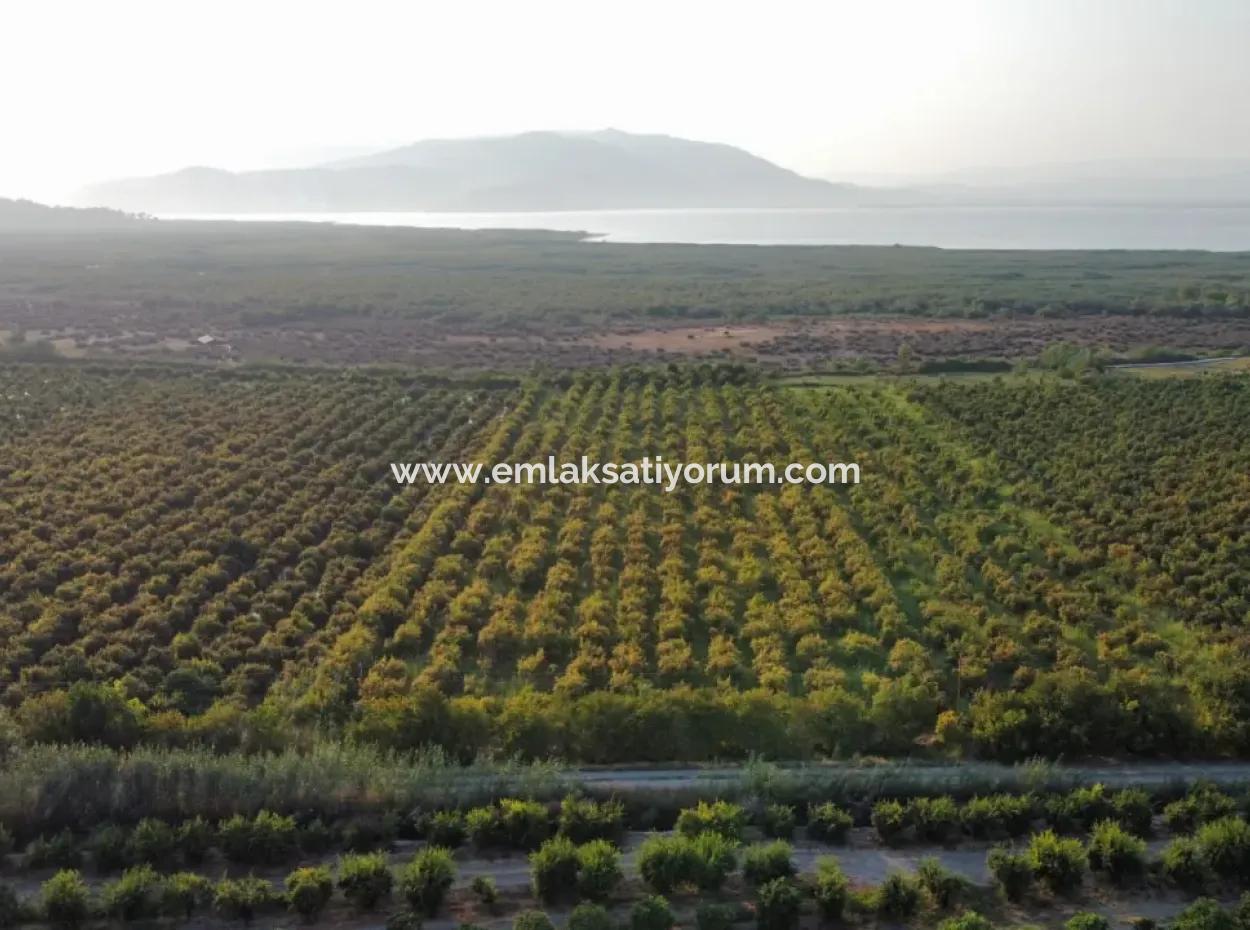 Muğla Ortaca Tepearasında Satılık Nar Bahçesi