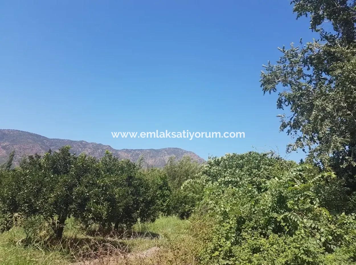 Toparlarda Satılık Mandalina Bahçesi