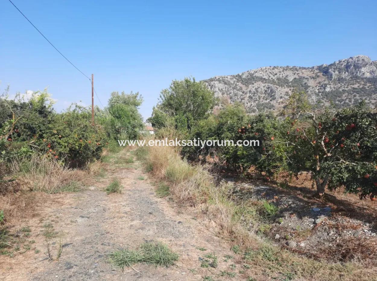 Muğla Ortaca Dalyanda 7520 M2 Bakımlı Müstakil Nar Bahçesi Satılık