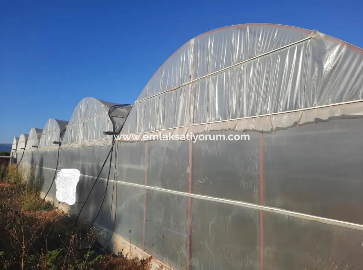 Muğla Ortacada 4123 M2 Tarla Ve Pitaya Meyvesi Serası Satılık